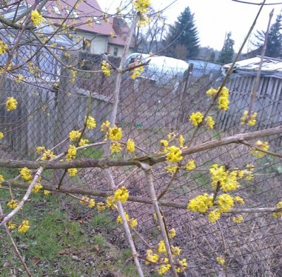 Dereń 03. 03. 2020.jpg