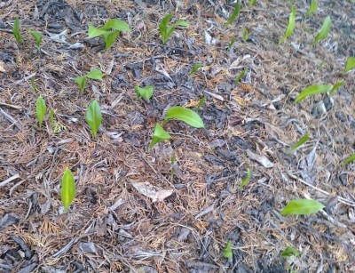 Czosnek niedźwiedzi.jpg