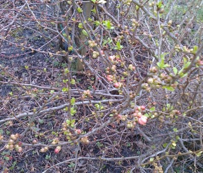 Całoroczny pigwowiec.jpg