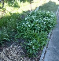 Czosnek niedźwiedzi 2.jpg