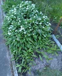 Czosnek niedźwiedzi.jpg