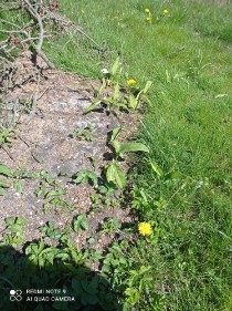 Czosnek z tyłu 2.jpg