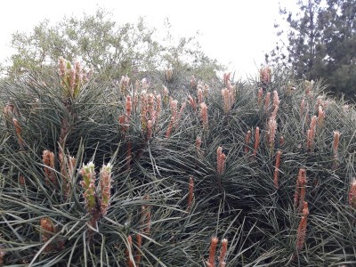 Świeczki po uszcznięciu.jpg