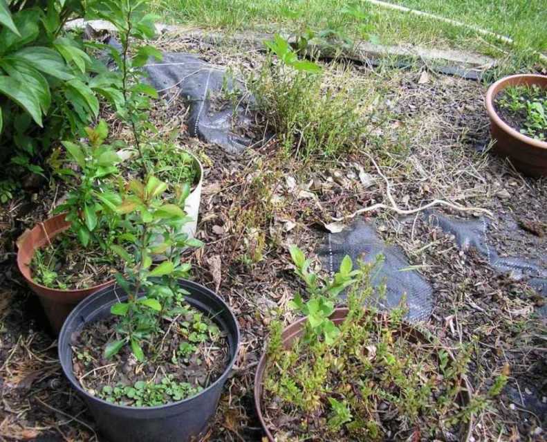 Kącik pigwowcowo-żurawinowy.JPG